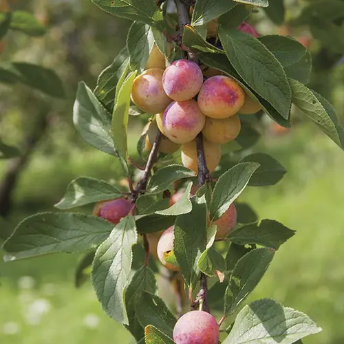 Prunier Mirabelle De Nancy. Le pot de 7,5 litres