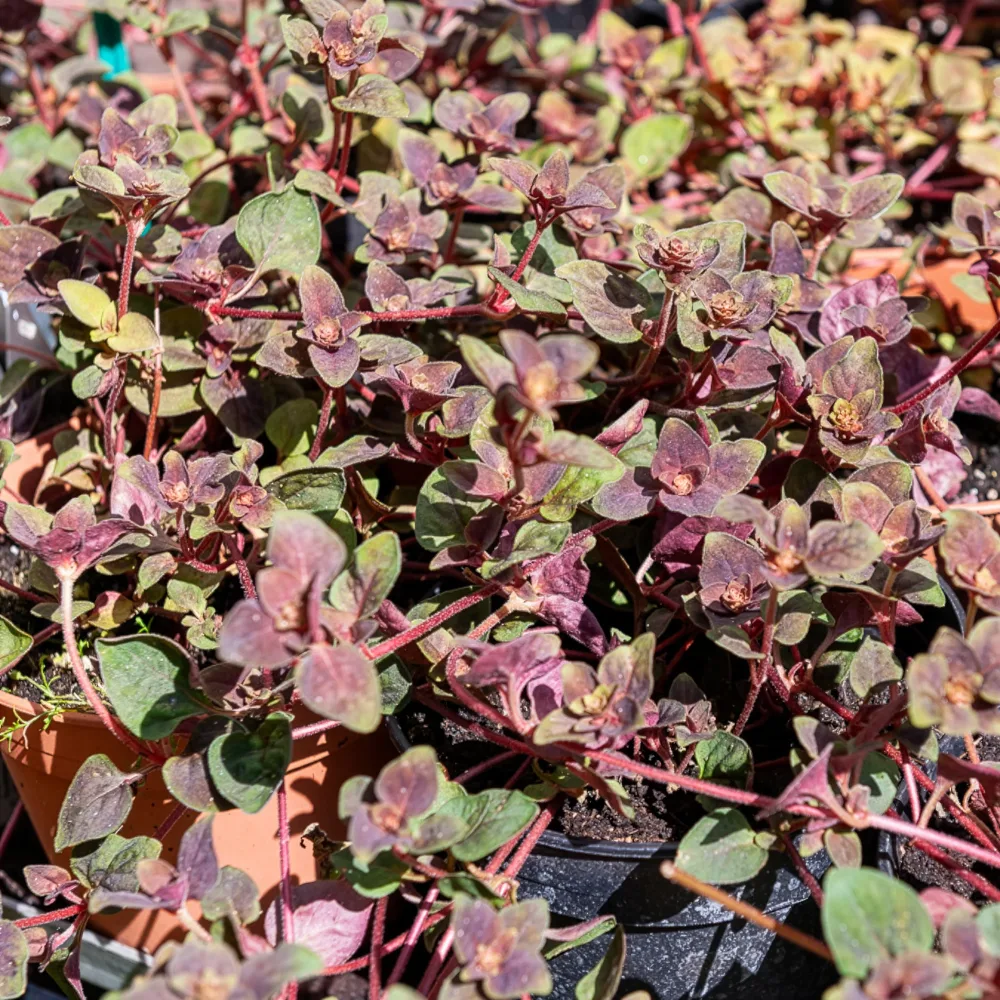 Lysimaque Persian Chocolate® Lysimachia congestiflora Persian Chocolat®