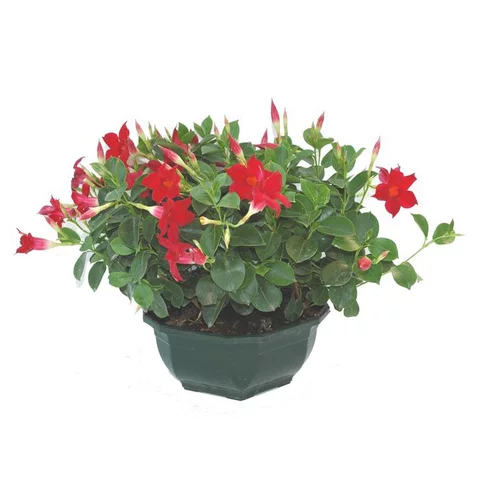 Dipladénia buisson - La coupe de 30 cm