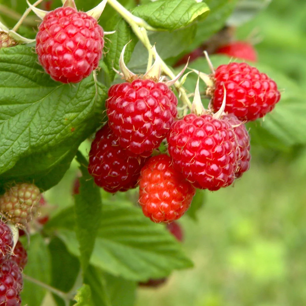 Framboisier Mailling Promise Rubus idaeus Malling Promise