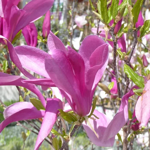 Magnolia Soulangeana – Pot de 15L