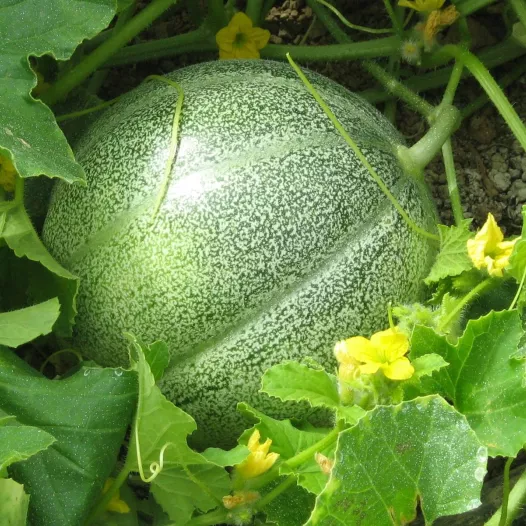 Graines bio de Melon Petit gris de Rennes