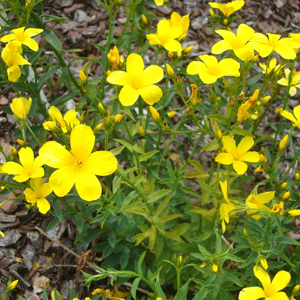 Lin jaune Linum flavum compactum