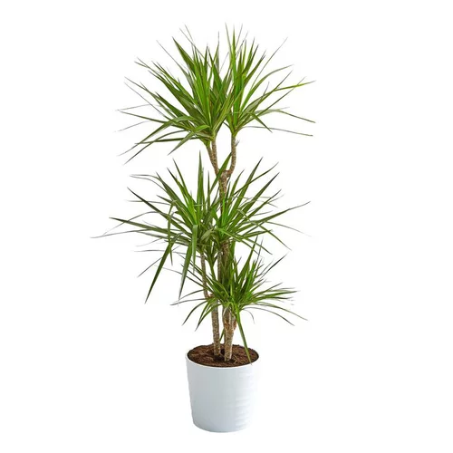 Dracaena marginata 3 pieds. Le pot Ø 21 cm