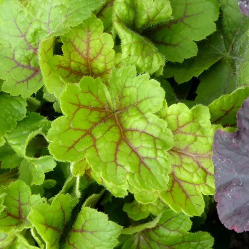 Heuchera 'Happy Flames'® - Le pot de 2 litres