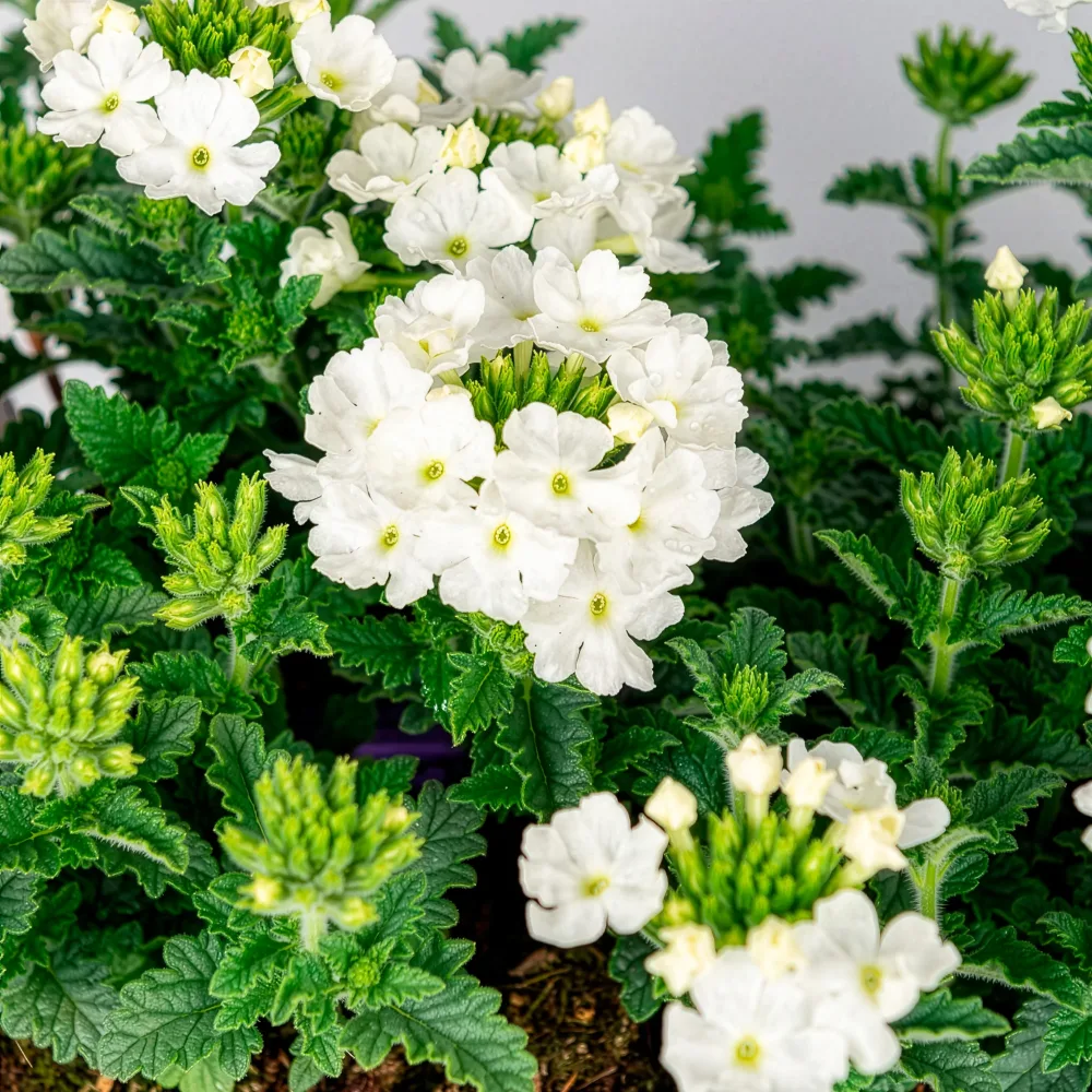 Verveine Blanche Verbena pendula