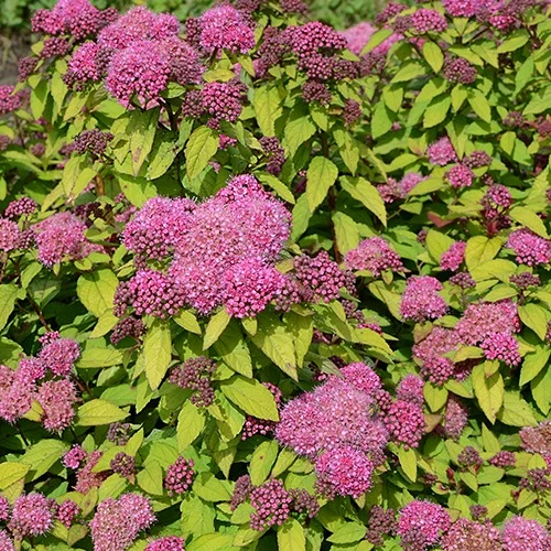 Spirée du Japon Merlo® Star Spiraea japonica merlo ® star
