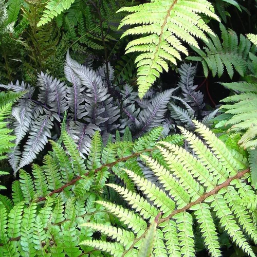 Fougère persistante verte - Le pot de 0,5 litre