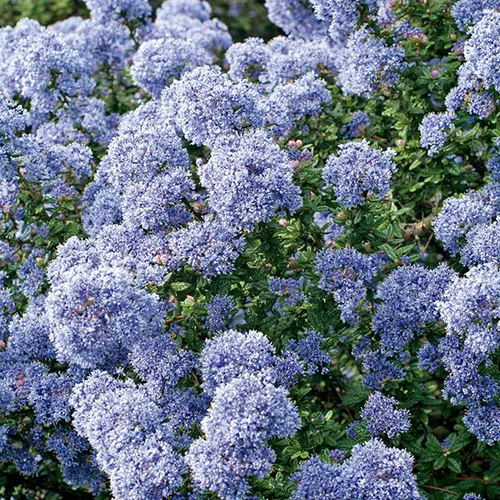 Ceanothe IMPRESSUS VICTORIA (CEANOTHUS CADUQUE ARBUSTIVE) Le pot de 4 litres