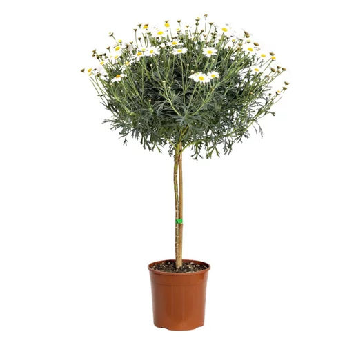 Anthémis tige (Fausse Camomille ou Camomille des teinturiers) à fleurs blanches - Le pot de 2,5 litres