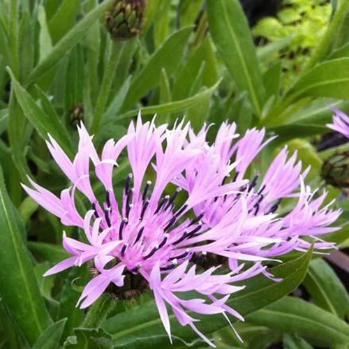 Centaurée des montagnes Carnea Centaurea montana carnea