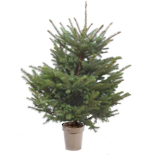 Sapin de Noël naturel en pot Picea Pungens botanic®