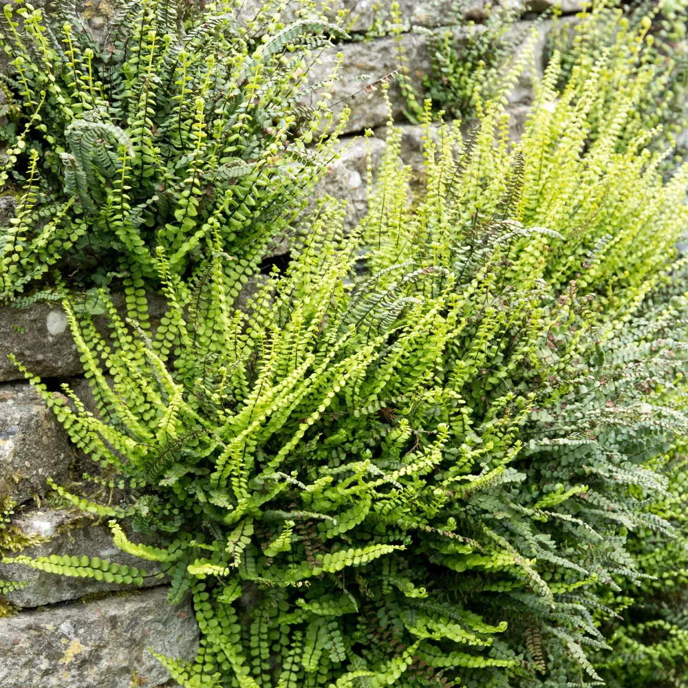 Fausse-Capillaire Asplenium trichomanes