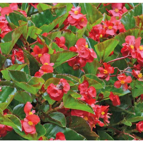 Bégonia Megawatt® - Le pot de 12 x 12 cm
