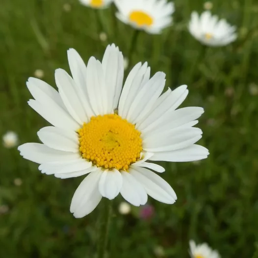 Marguerite des prés | Semences de fleurs bio et reproductibles