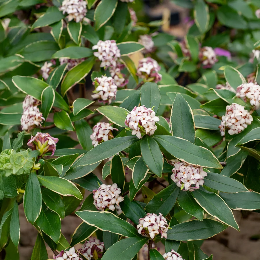 Daphne Aureomarginata Daphne odora Aureomarginata