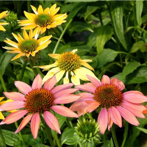 Échinacée à fleurs multicolores. Le pot de 3 litres