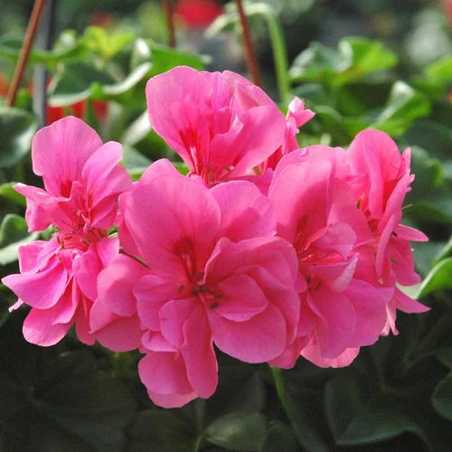 Géranium Lierre double à fleurs multicolores - La barquette de 10 plants