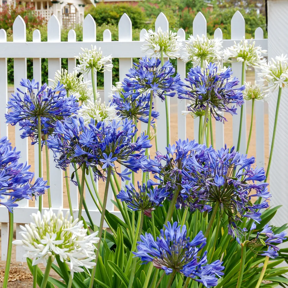 3 Agapanthes violettes et blanche en mélange Agapanthus