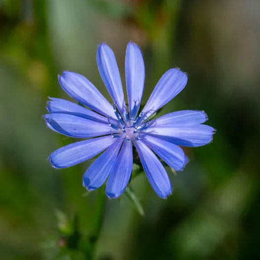 Semences bio et reproductibles de Chicorée sauvage à fleurs bleues