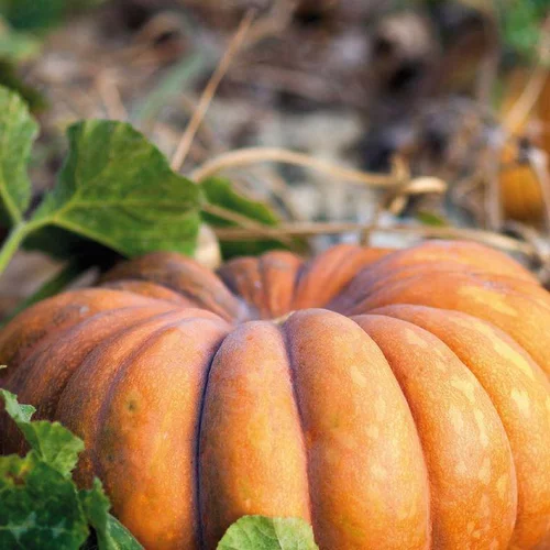 Courge Musquee De Provence Bio. La barquette de 3 plants