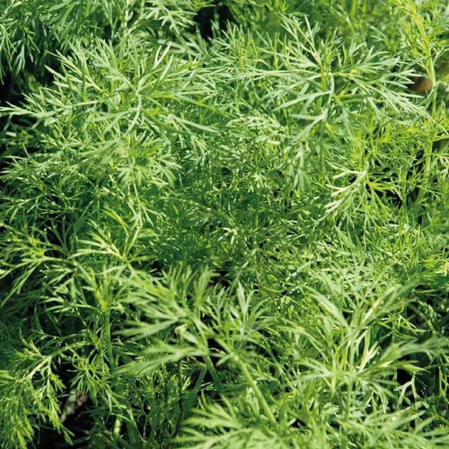 Aneth Bio. Le pot de 2,5 litres