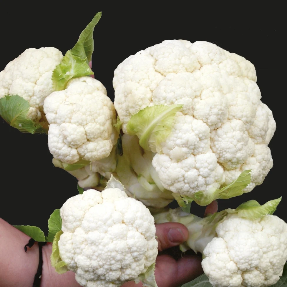 Chou-fleur Multi-Head F1 Brassica oleracea multi-head f1