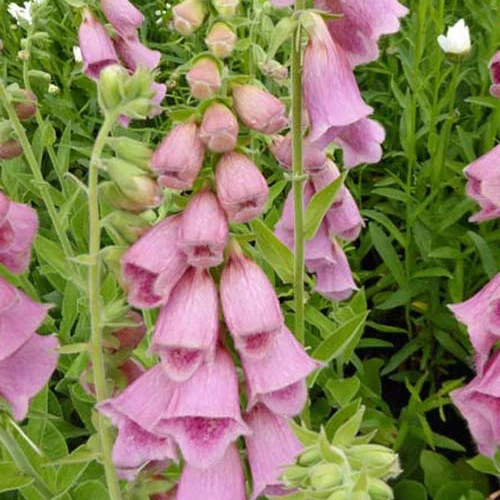 3 Digitales Mertonensis Digitalis mertonensis