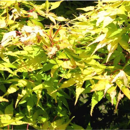 Prunier Mirabelle De Nancy Bio. Le pot de 12 litres forme gobelet