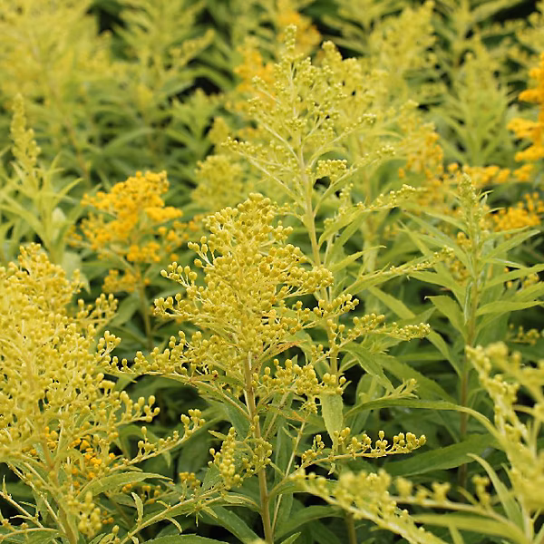 6 x Verge d'or 'Goldenmosa' – Solidago 'Goldenmosa', godet 9cm x 9cm