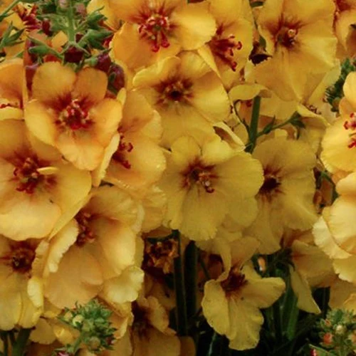 Molène Honey Dijon Verbascum honey dijon