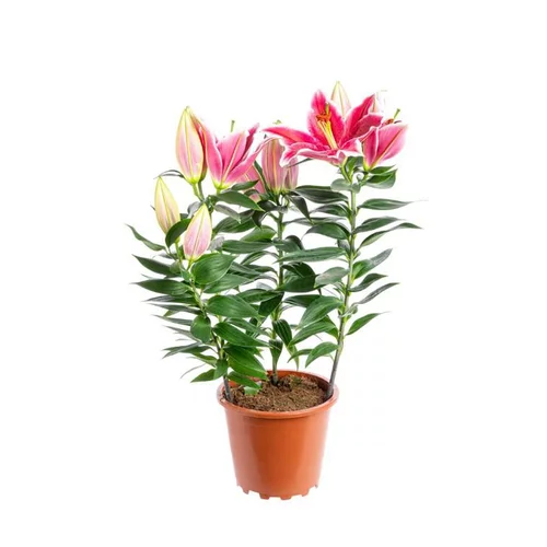 Lys After Eight 4 PP pot Ø19xH70 cm