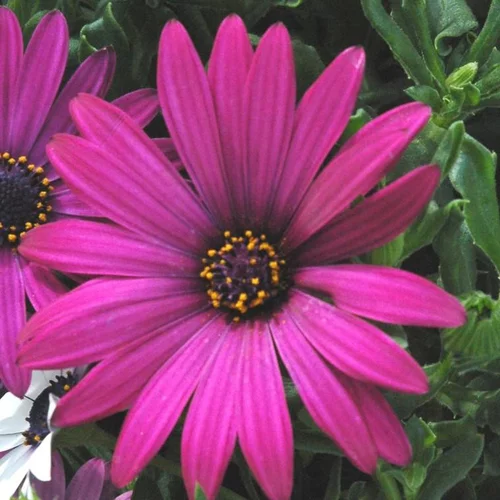 Ostéospermum dimorphothéca - Le pot de 5 litres