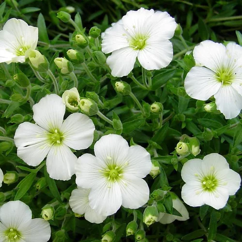 Sabline des montagnes (Arenaria montana) à fleurs blanches - La barquette de 6 plants
