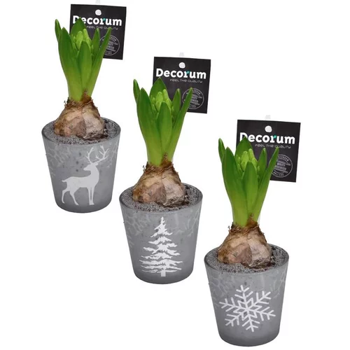 Jacinthe divers coloris en pot déco de 9 cm