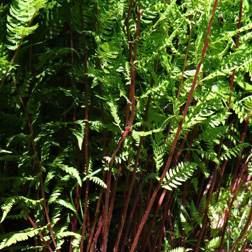 Fougère femelle Lady in Red Athyrium filix-femina lady in red