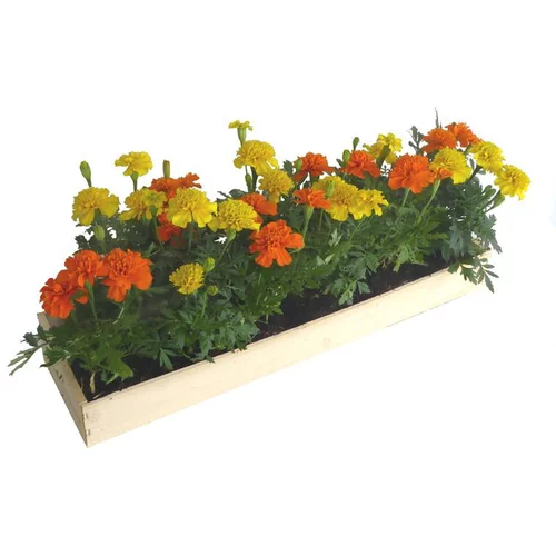 Œillet d'Inde - La cagette de 14 plants