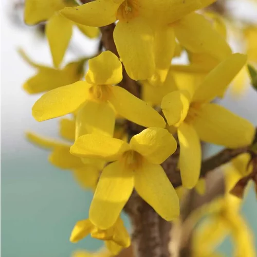 Forsythia X Intermedia Lynwood Gold 90/110. Le pot de 10 litres