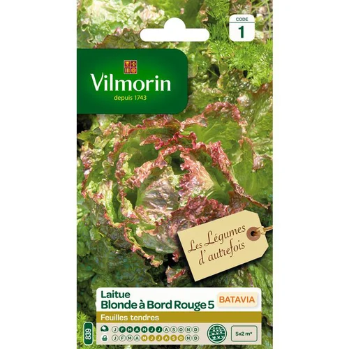 Laitue Batavia Blonde à bord rouge Vilmorin - graines à semer
