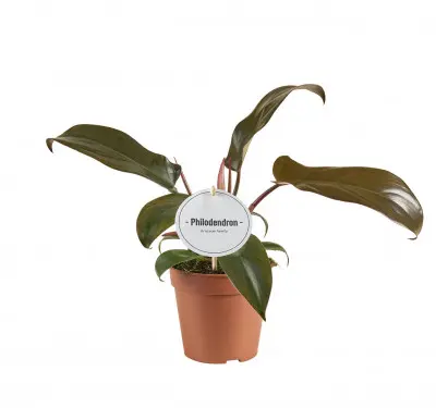 Philodendron Florida bronze. Le pot de Ø 12 x H 25 cm