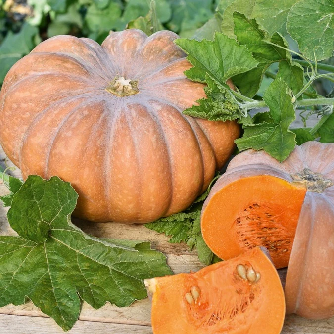 Courge Musquée de Provence Cucurbita moschata musquée de provence