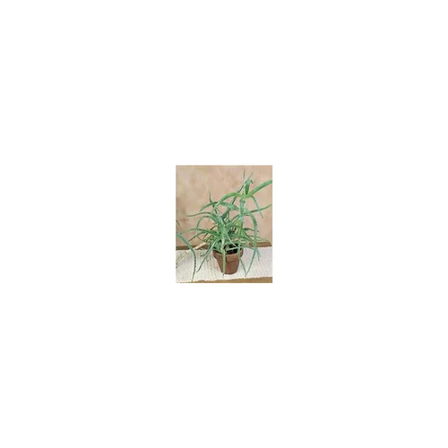 Aloe Arborescens vert en pot de 3 L