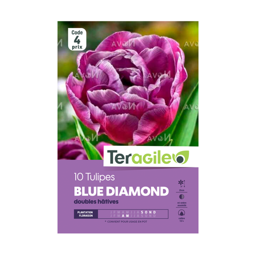 BULBES DE TULIPES 'BLUE DIAMOND' DOUBLES HÂTIVES - TERAGILE® - X10