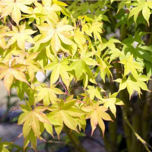 Acer Palmatum Osakasuki (érable du Japon) en pot de 3 L rouge