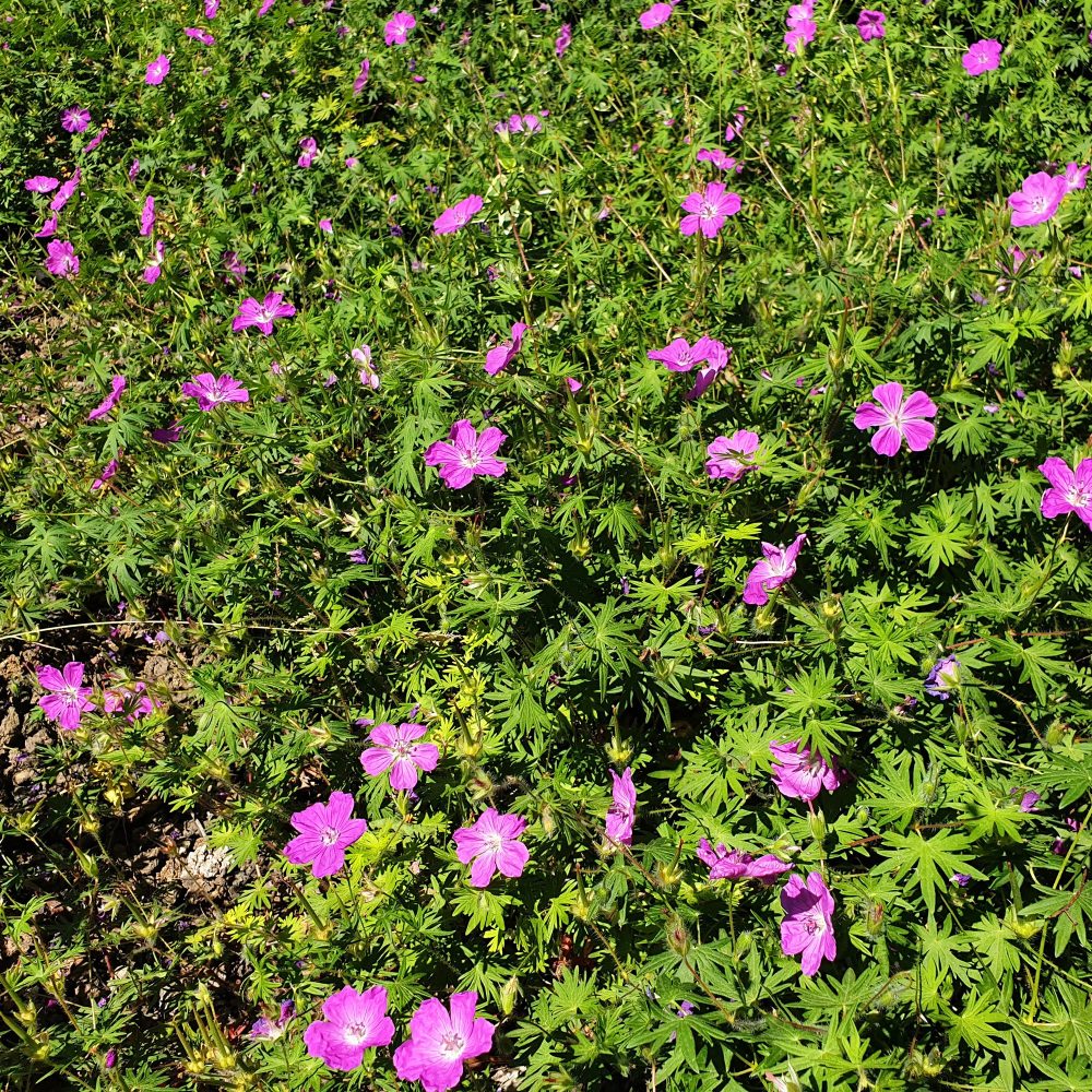 Géranium des marais Geranium palustre