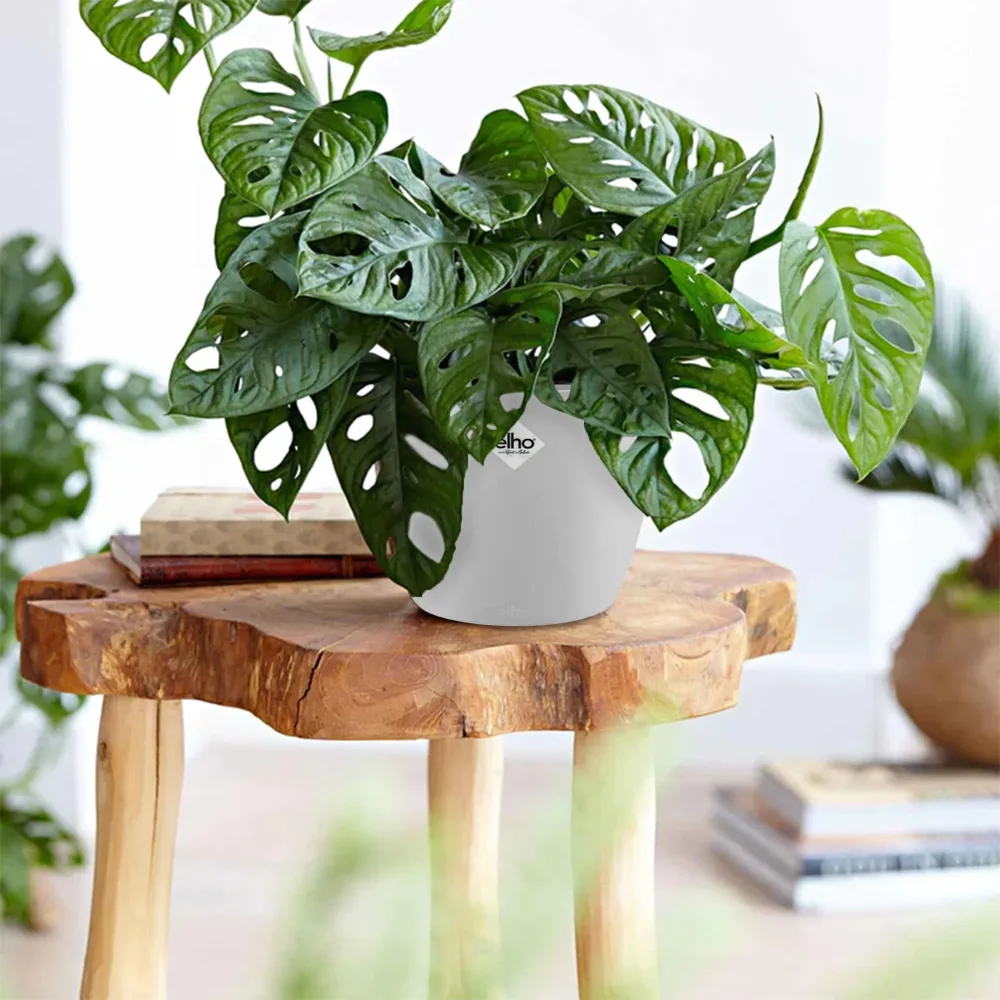 Philodendron Monstera Monkey Mask et son cache-pot blanc ELHO Monstera deliciosa Monkey Mask