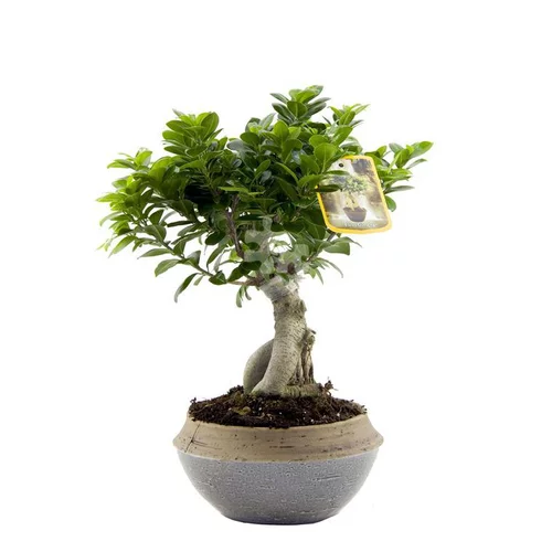 Ficus Microcarpa Ginseng + cache-pot céramique 22 cm