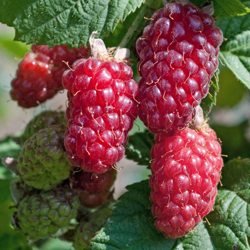 Mûre-framboise Tayberry Rubus 'tayberry'