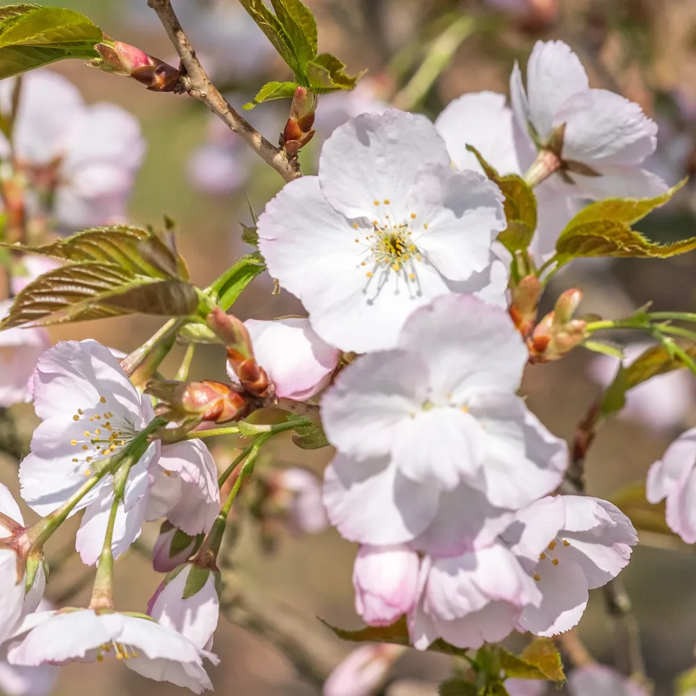 Cerisier Sunset Boulevard Prunus serrulata Sunset Boulevard