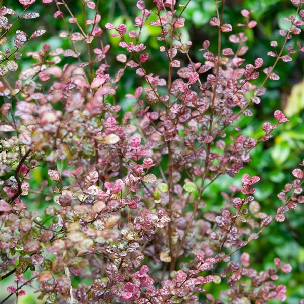 Lophomyrtus ralphii Purpurea Nana Lophomyrtus ralphii Purpurea Nana